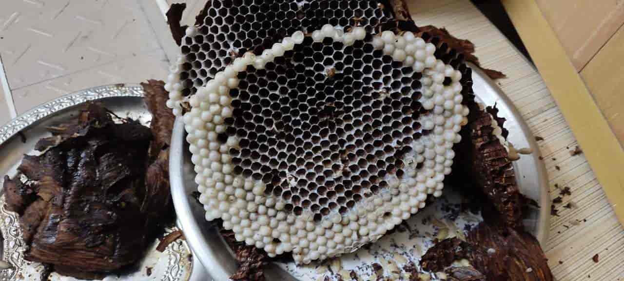 Top Pest Control Services in Salem Second Agraharam Best Residential