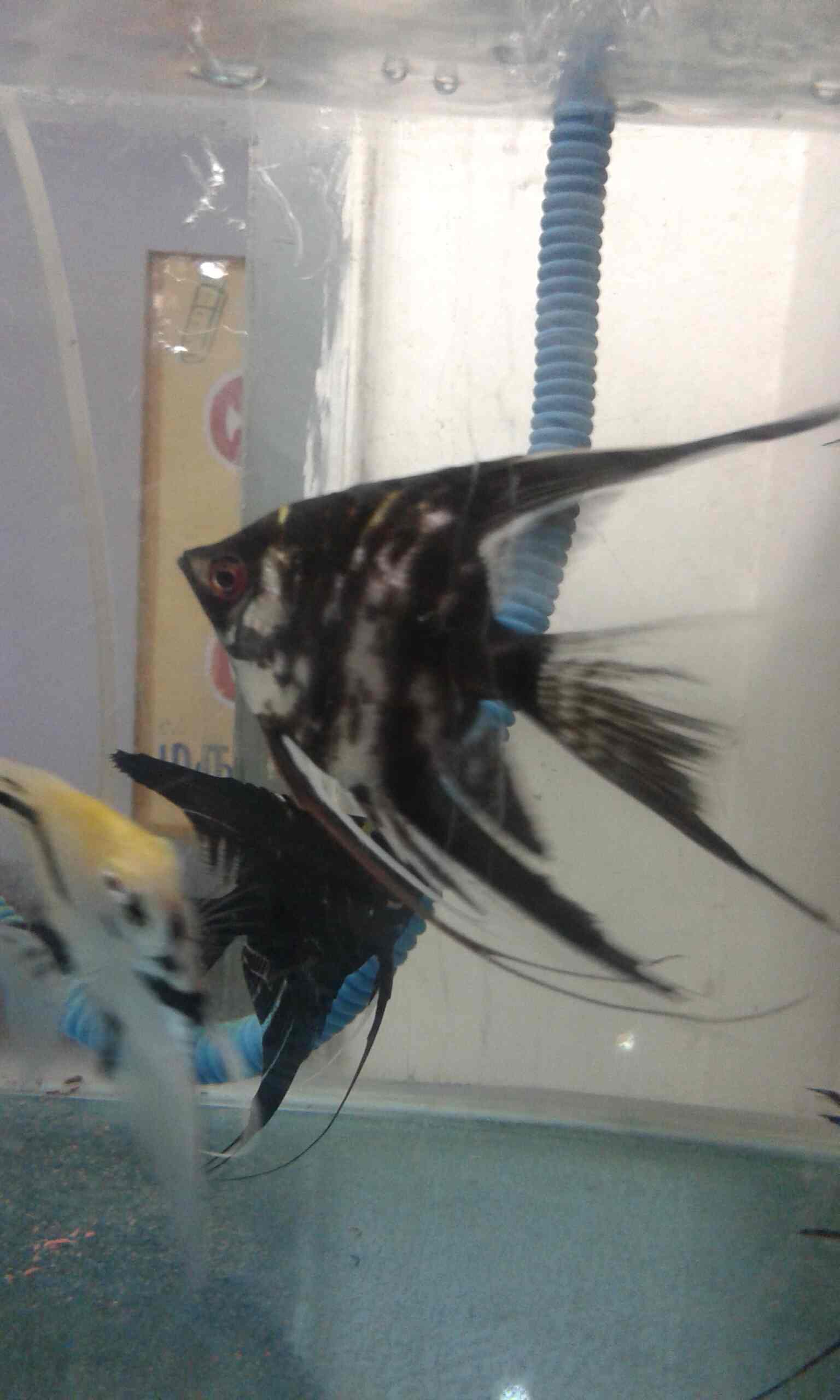 Top Pet Shops in Salem Best Pet Store near me Justdial