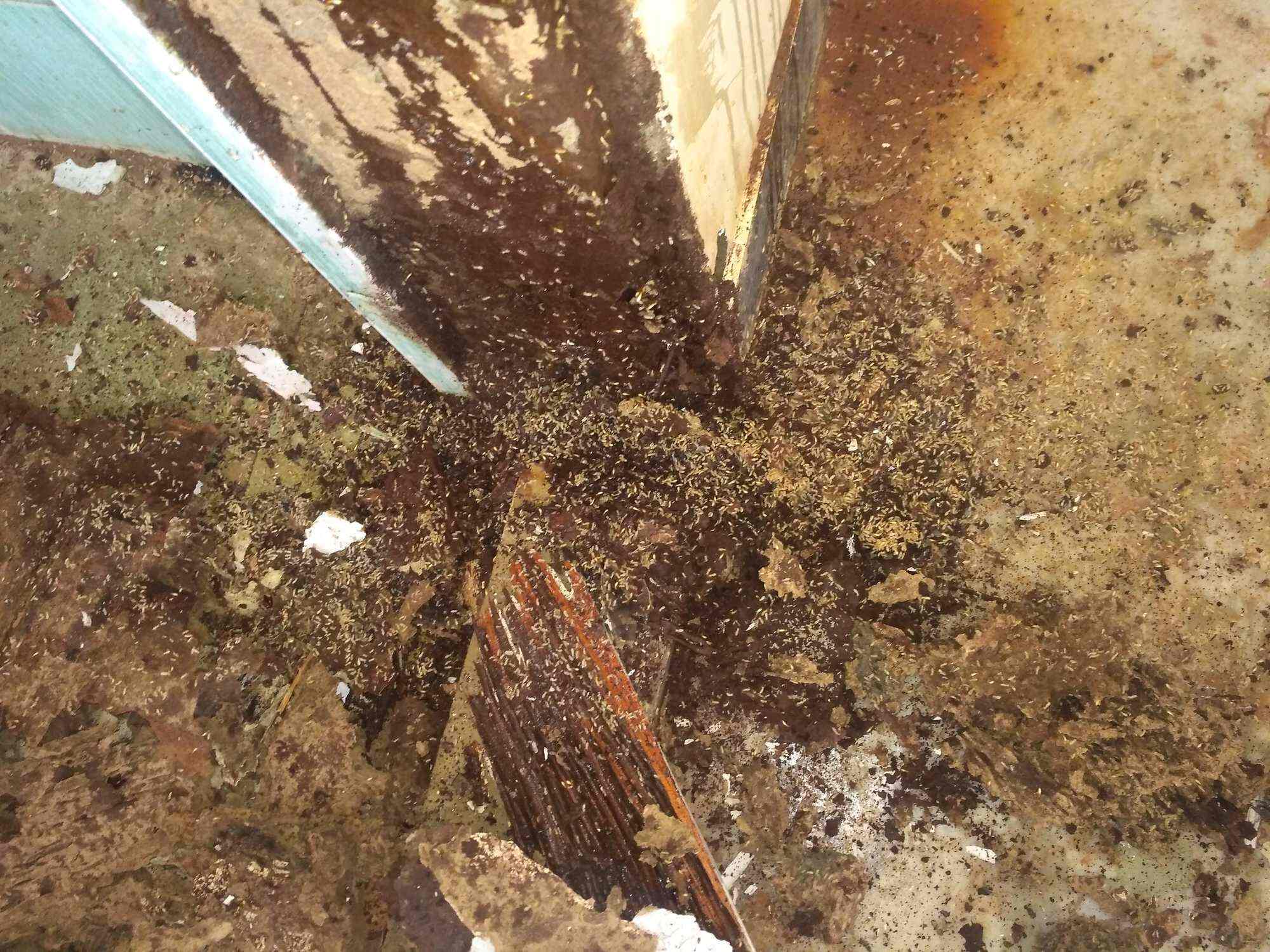 Top Pest Control Services in Salem Second Agraharam Best Residential