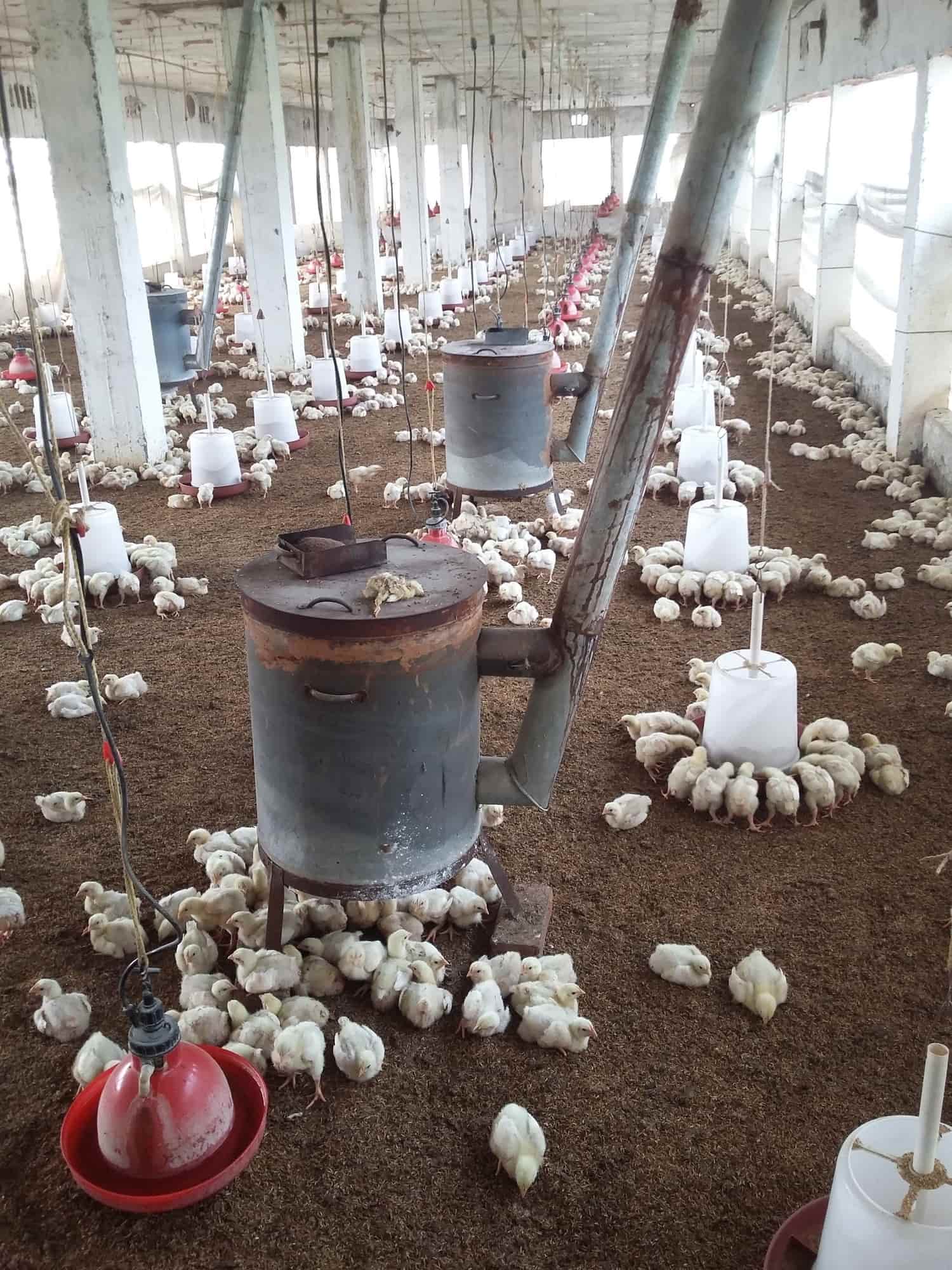 Brothers Poultry Farm in Samrala,Ludhiana Best Poultry Farms in
