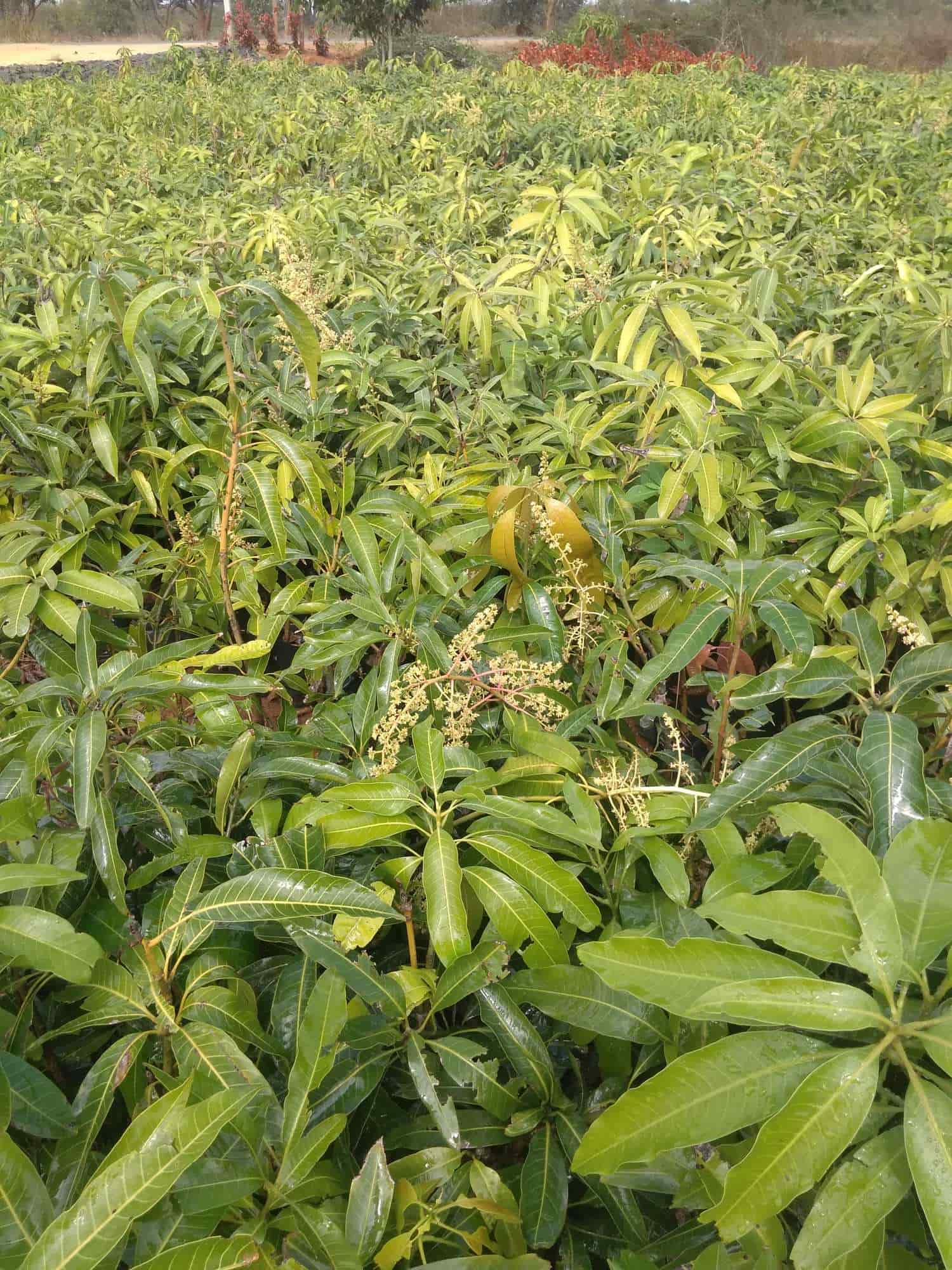 Pavanaputra Nursery Peddapur Plant Nurseries In Sangareddy Justdial