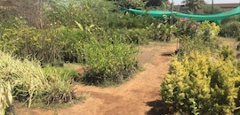 Top 20 Plant Nurseries In Sangli Best Nursery Services Justdial Ganga Nursery And Garden De