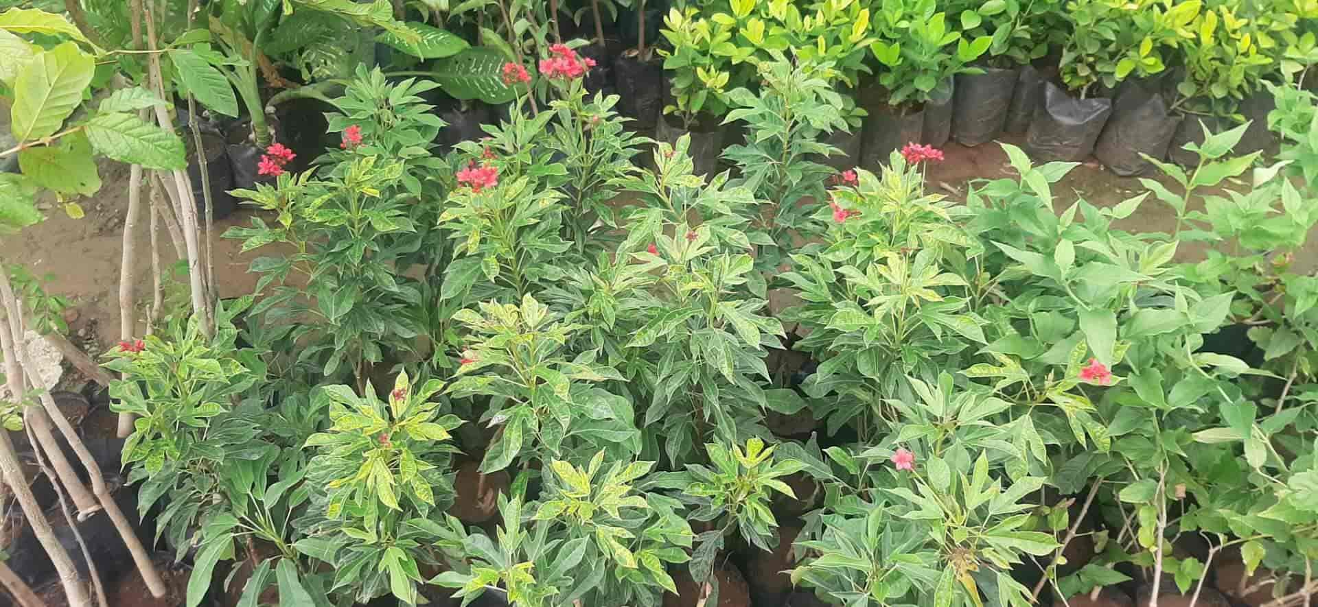 Top Nursery Plants Manufacturers in Sangli RoadTasgaon Sangli, Sangli