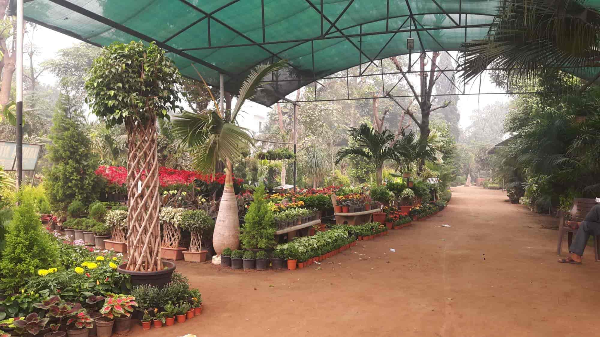 Top Plant Nurseries in Malerkotla,Sangrur Best Government Plant
