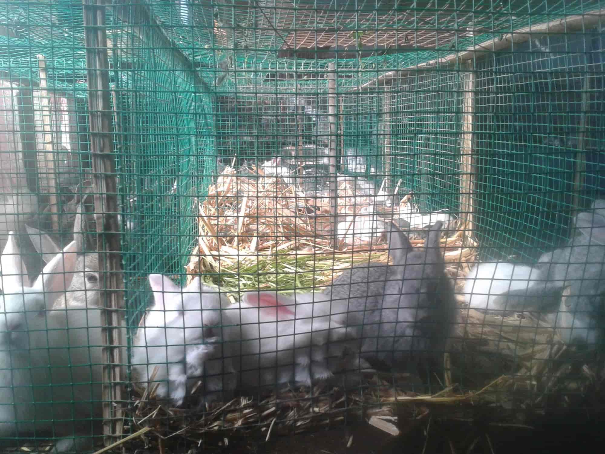 Top Rabbit Farming in Guna रैबिट फार्मिंग, गुना Best Rabbit Farm