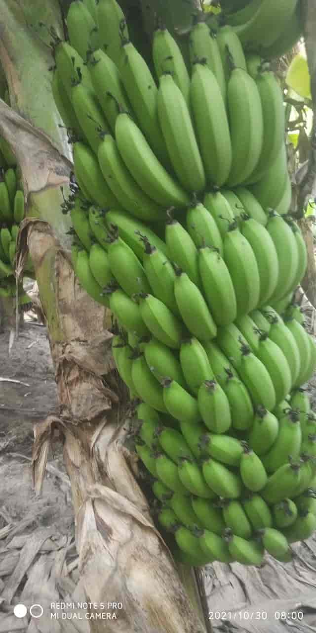 Top Fruit Exporters in Sindhanur - Best Fruit & Vegetable Canned