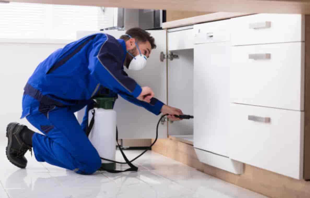 Cockroach Control