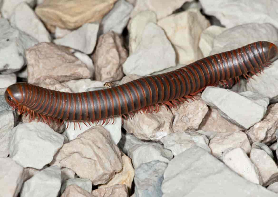 Top Pest Control Services in Visakhapatnam Best Residential Pest