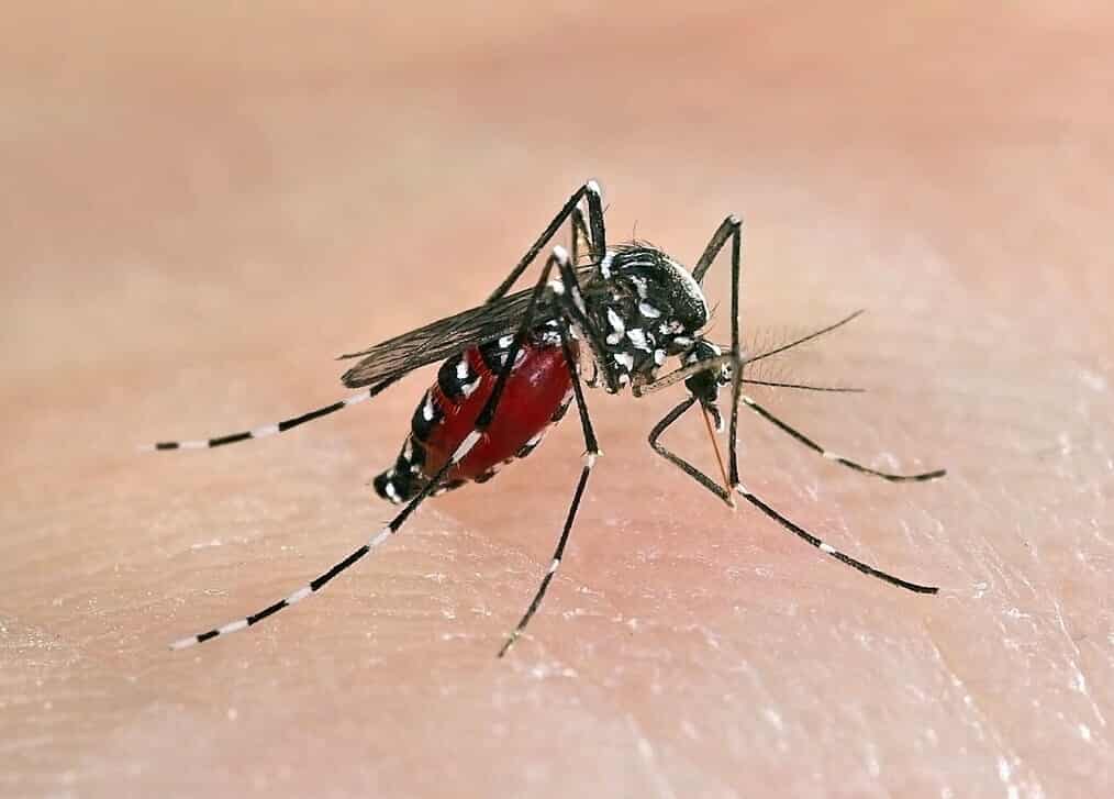 Top Pest Control Services in Visakhapatnam Best Residential Pest Control Services Justdial