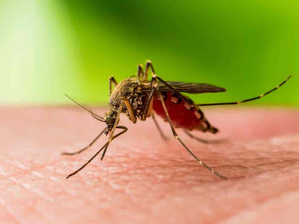 Mosquito Control