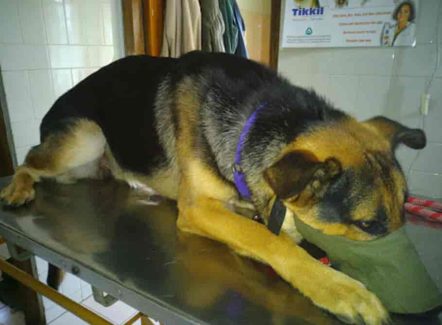 Animal Concern Veterinary Care in Nongthymmai,Shillong Best General