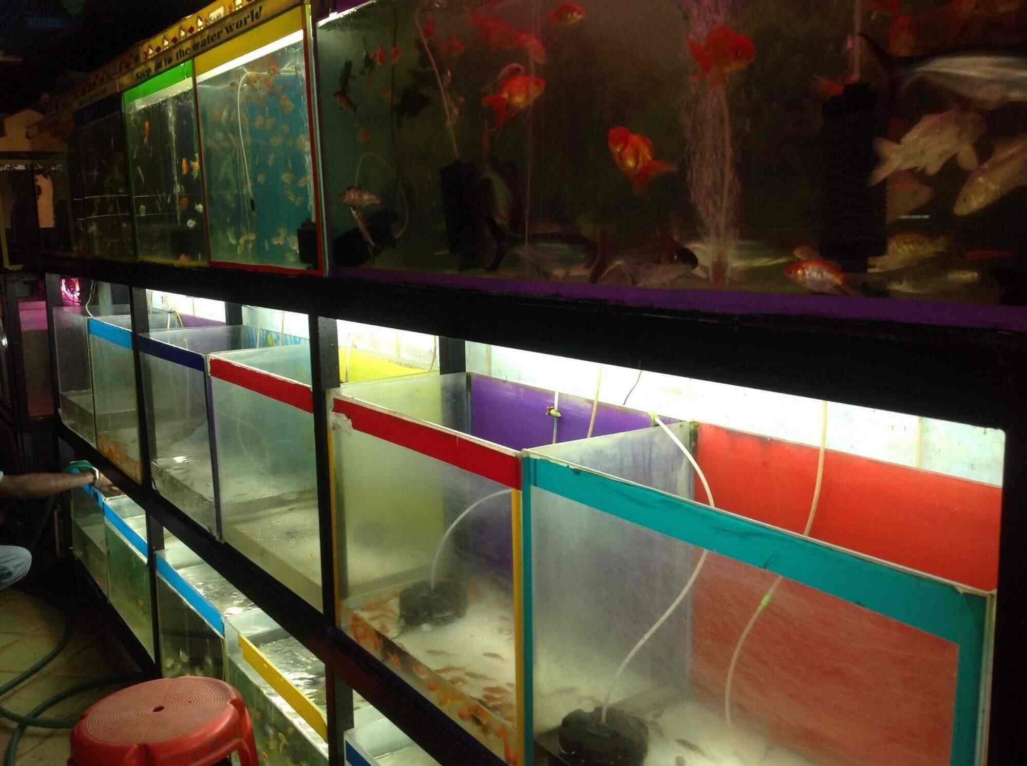 Aqua Aquarium Fish Shop atelieryuwa.ciao.jp