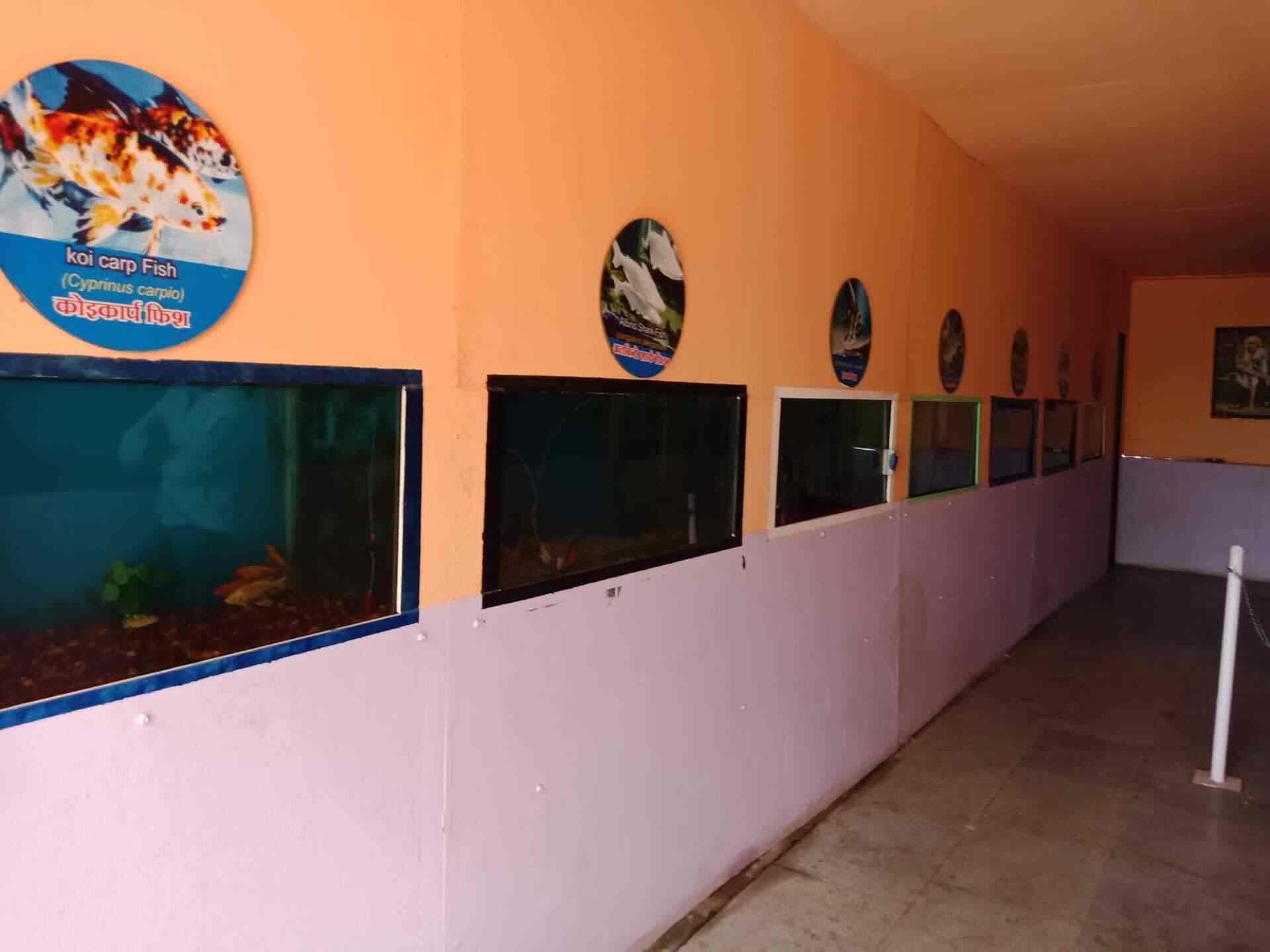 Top Fish Aquarium Dealers in Shirdi Best Fish Aquarium Shops Justdial