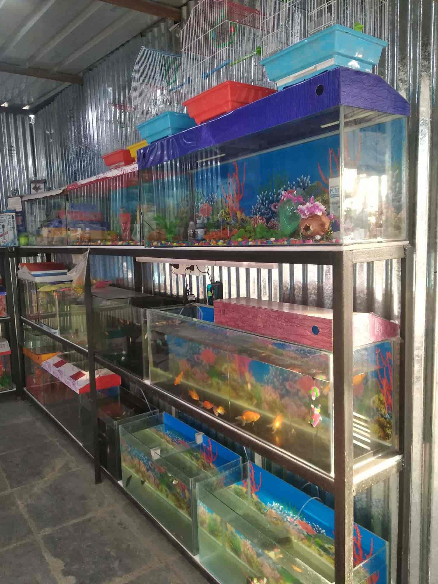 Top Fish Aquarium Dealers in Shirdi Best Fish Aquarium Shops Justdial