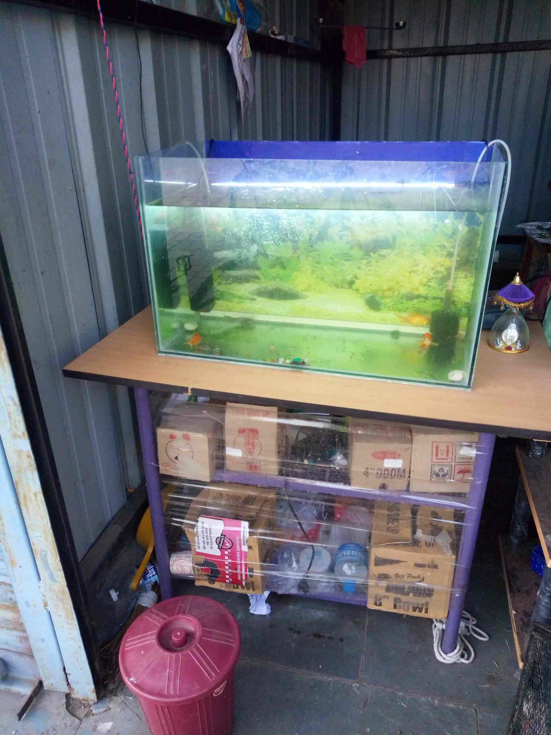 Top Fish Aquarium Dealers in Shirdi Best Fish Aquarium Shops Justdial