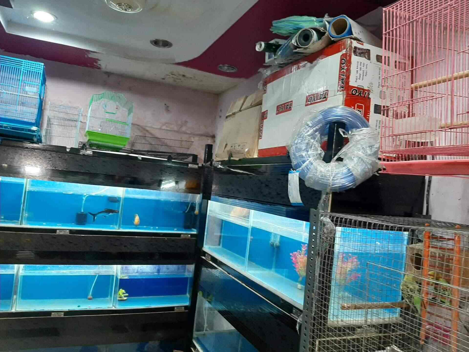 Top Fish Aquarium Dealers in Shirdi Best Fish Aquarium Shops Justdial