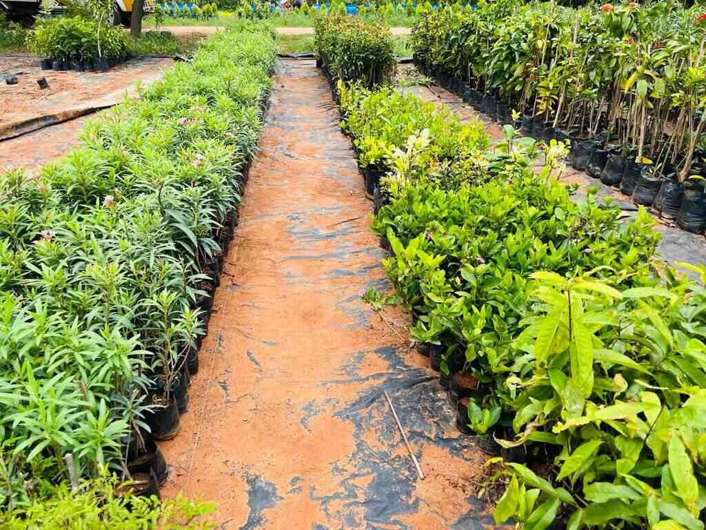 Top Fruit Plant Nurseries in Siddipet Best Custard Apple Plant Dealers near me Justdial