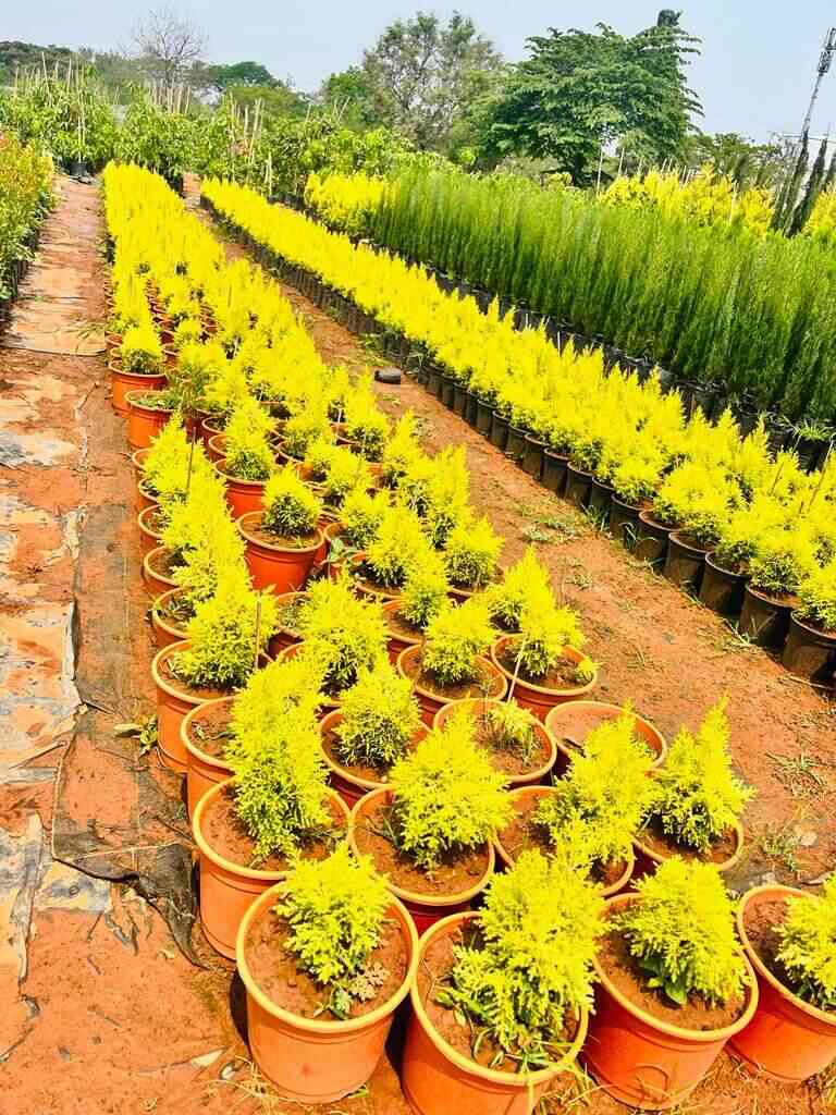 Top Fruit Plant Nurseries in Siddipet Best Custard Apple Plant Dealers near me Justdial