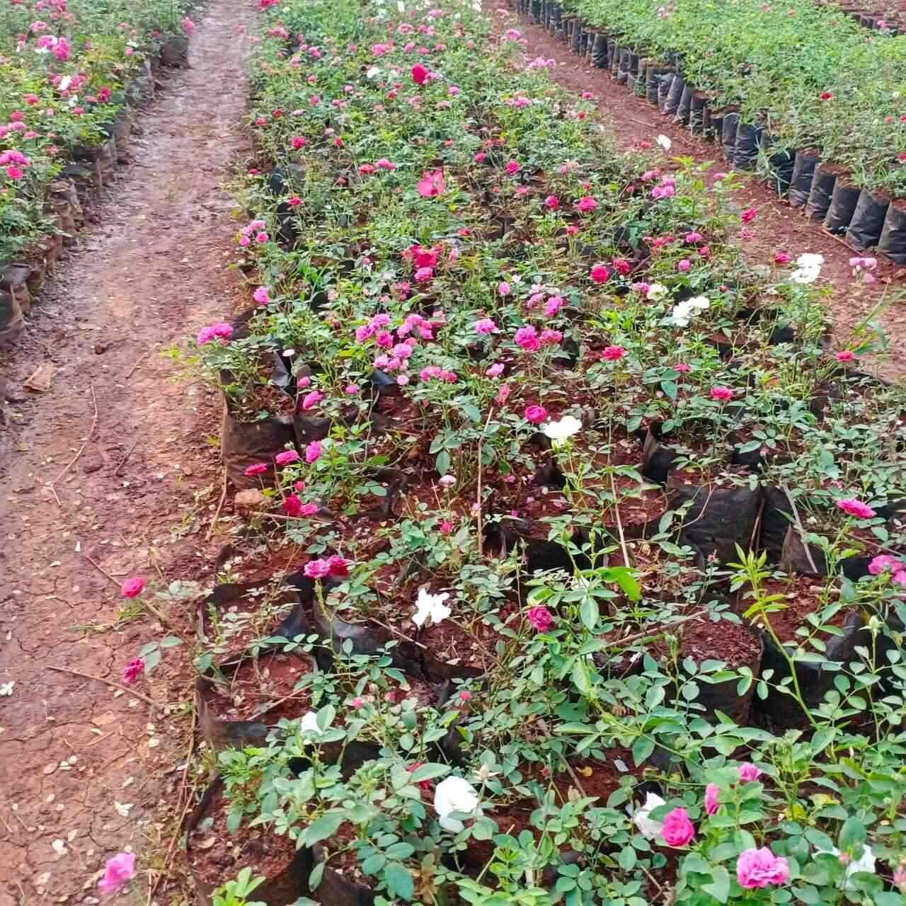 Top Fruit Plant Nurseries in Siddipet Best Custard Apple Plant