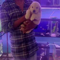 Kings Pets Shop in Azam Pura Siddipet Best Pet Shops in Siddipet