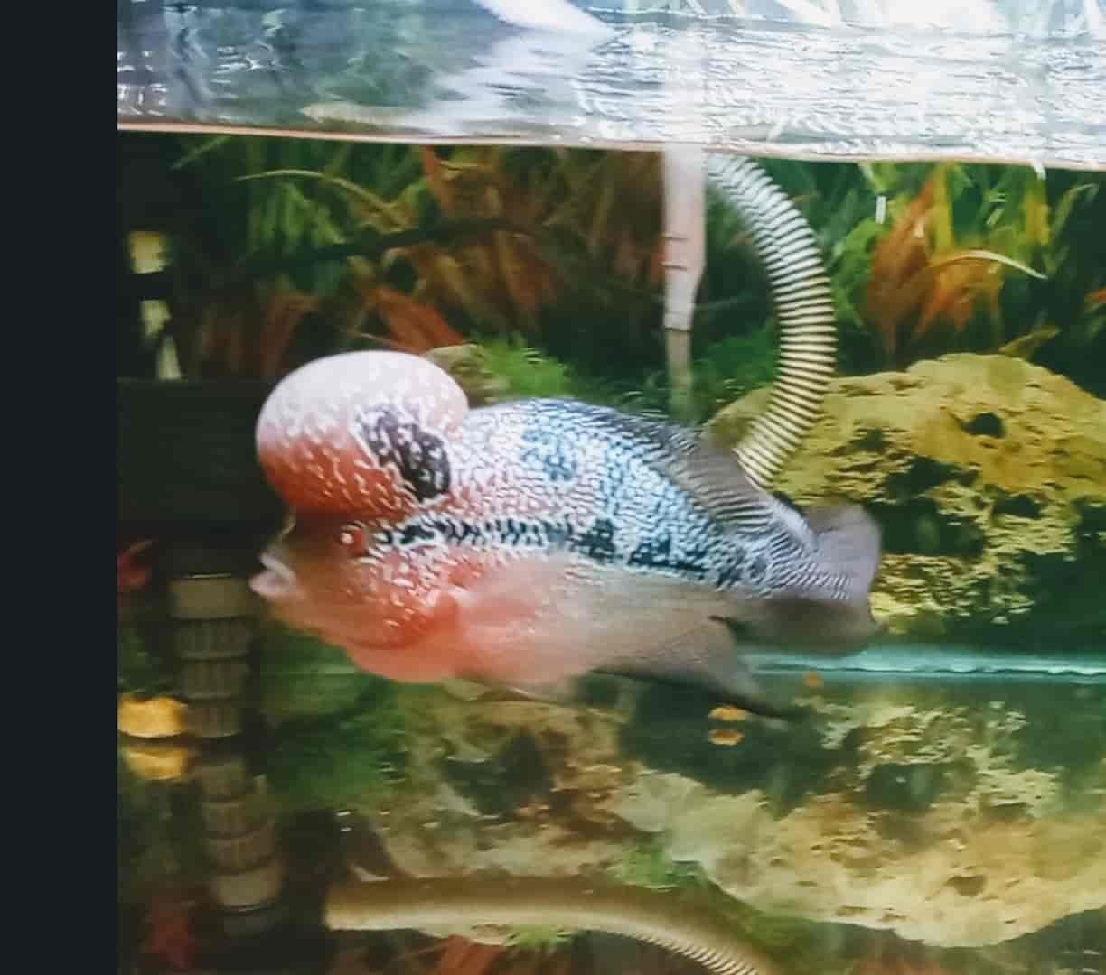 Dolphin aquarium pet shop & veterinary clinic online