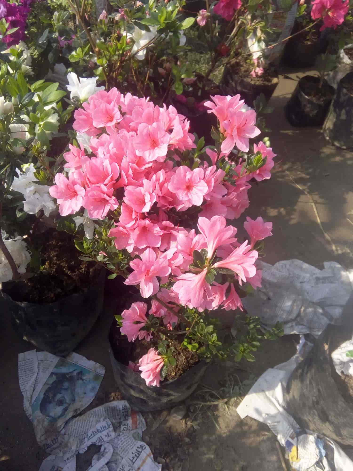 Poppy Nursery in Siliguri Bazar,Siliguri Best Plant Nurseries in