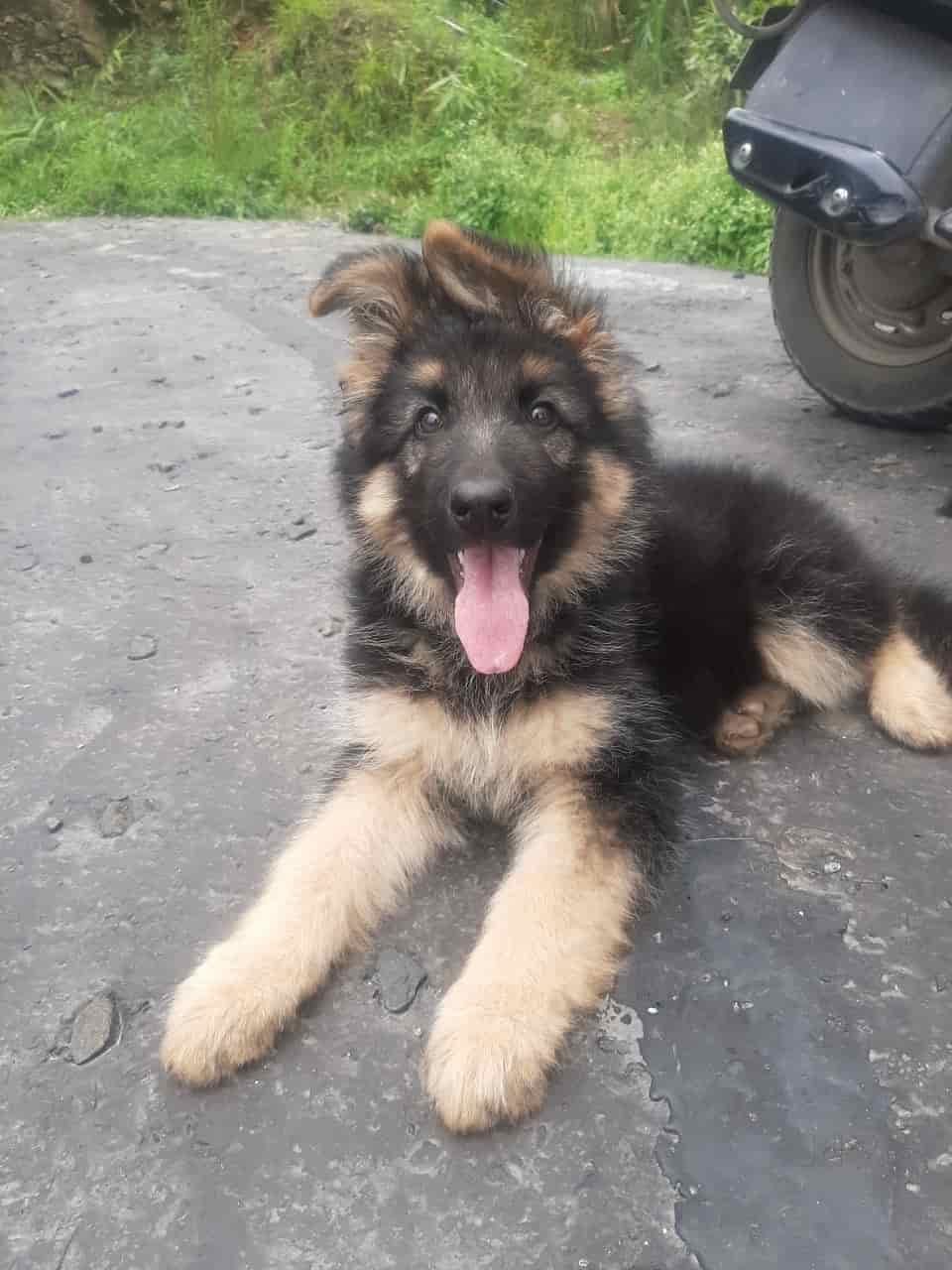 olx german shepherd price
