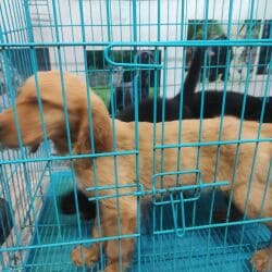 Cricket inn road pet supplies sale