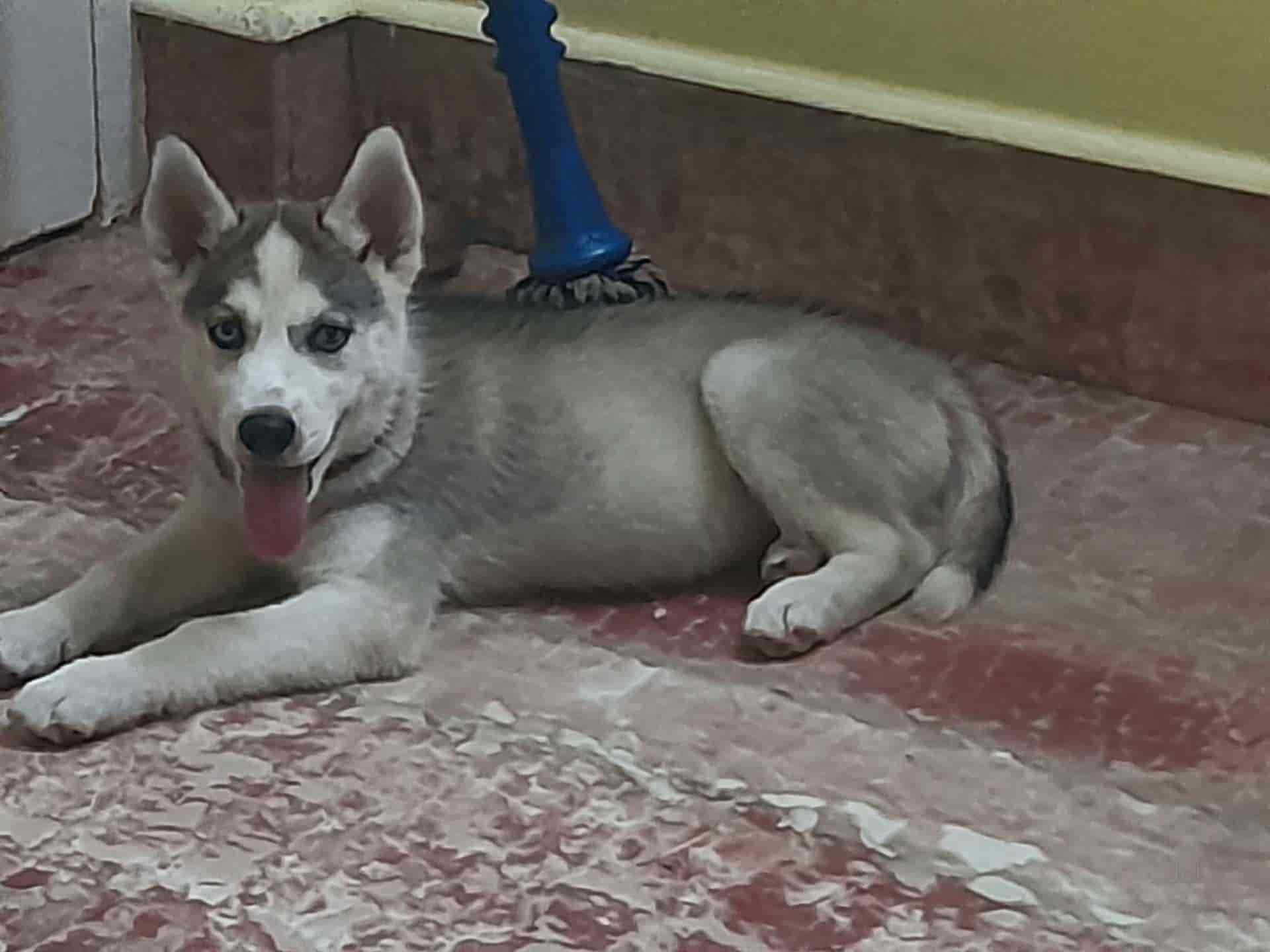 Top 20 Dog Kennel Shops in Siliguri Best Dog Kennels Suppliers Justdial