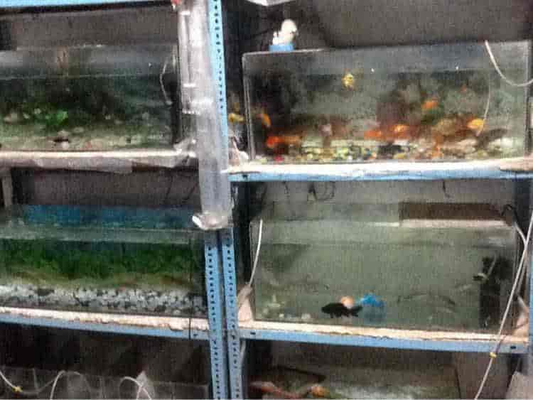 Top Fish Aquarium Dealers in Viswanatham Best Fish Aquarium Shops