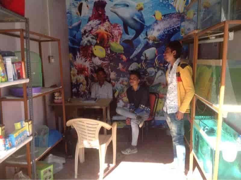 Top Pet Shops in Solan Best Pet Store near me Justdial