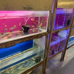New lucky fish aquarium & pet supply sale