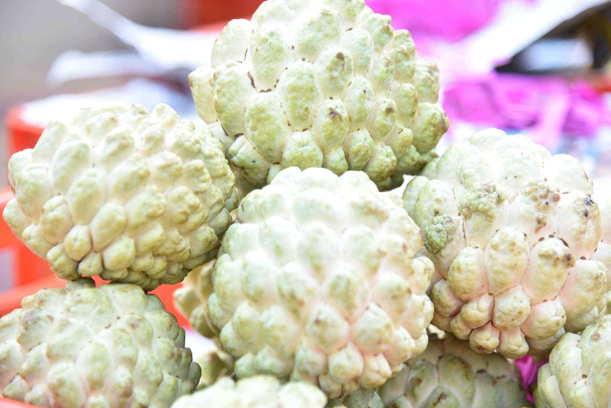 Top Plant Nurseries in Varanasi Best Goverment Plant Nurseries near