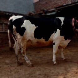 Shaym Singh Pawar Dairy Farm in Sonipat City,Sonepat - Best Milk Dairy in Sonepat - Justdial Shaym Singh Pawar Dairy Farm in Sonipat City,Sonepat - Best Milk Dairy in Sonepat - Justdial