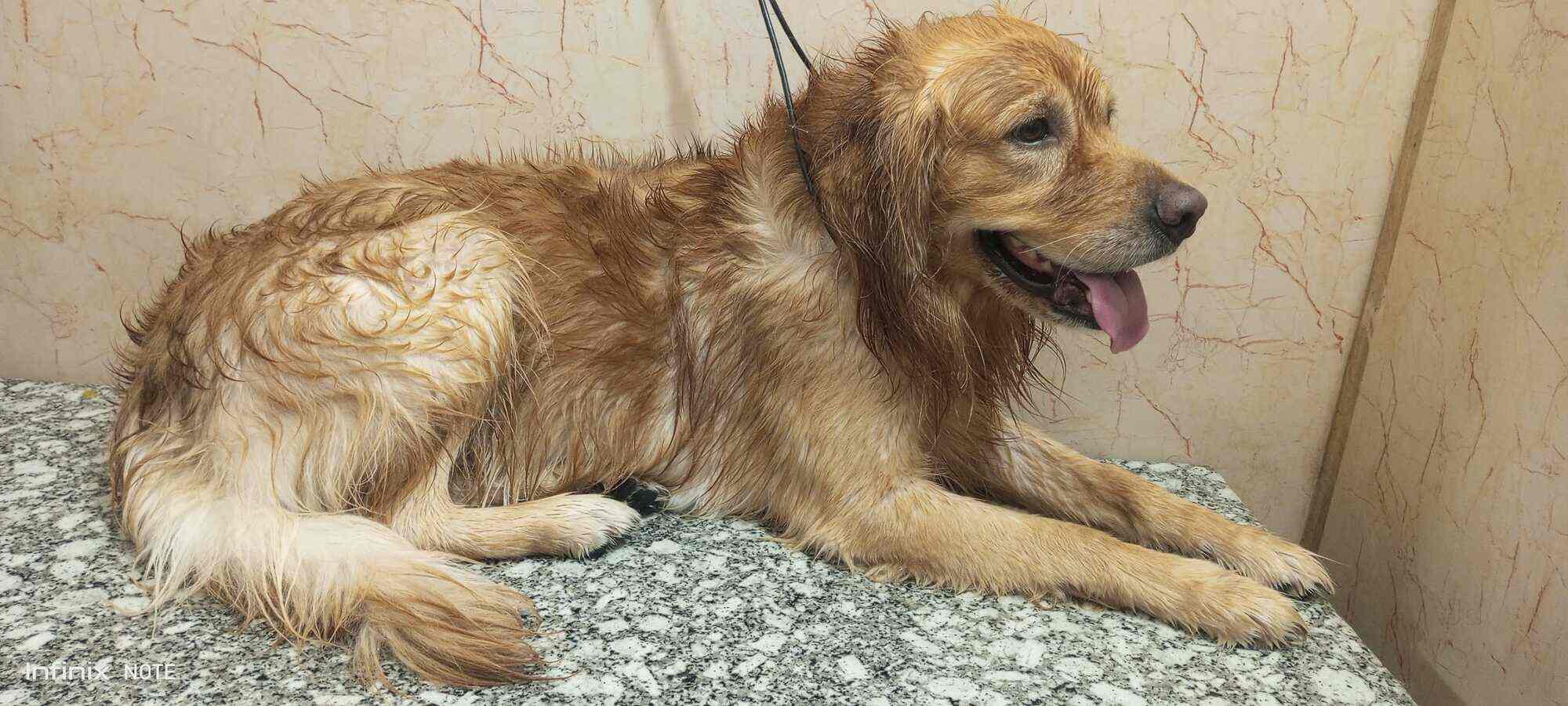 Top Pet Shops in Sonepat Best Pet Store near me Justdial