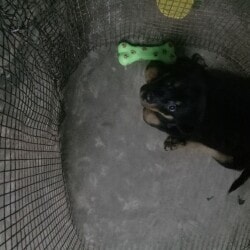 Justdial dog shop sales