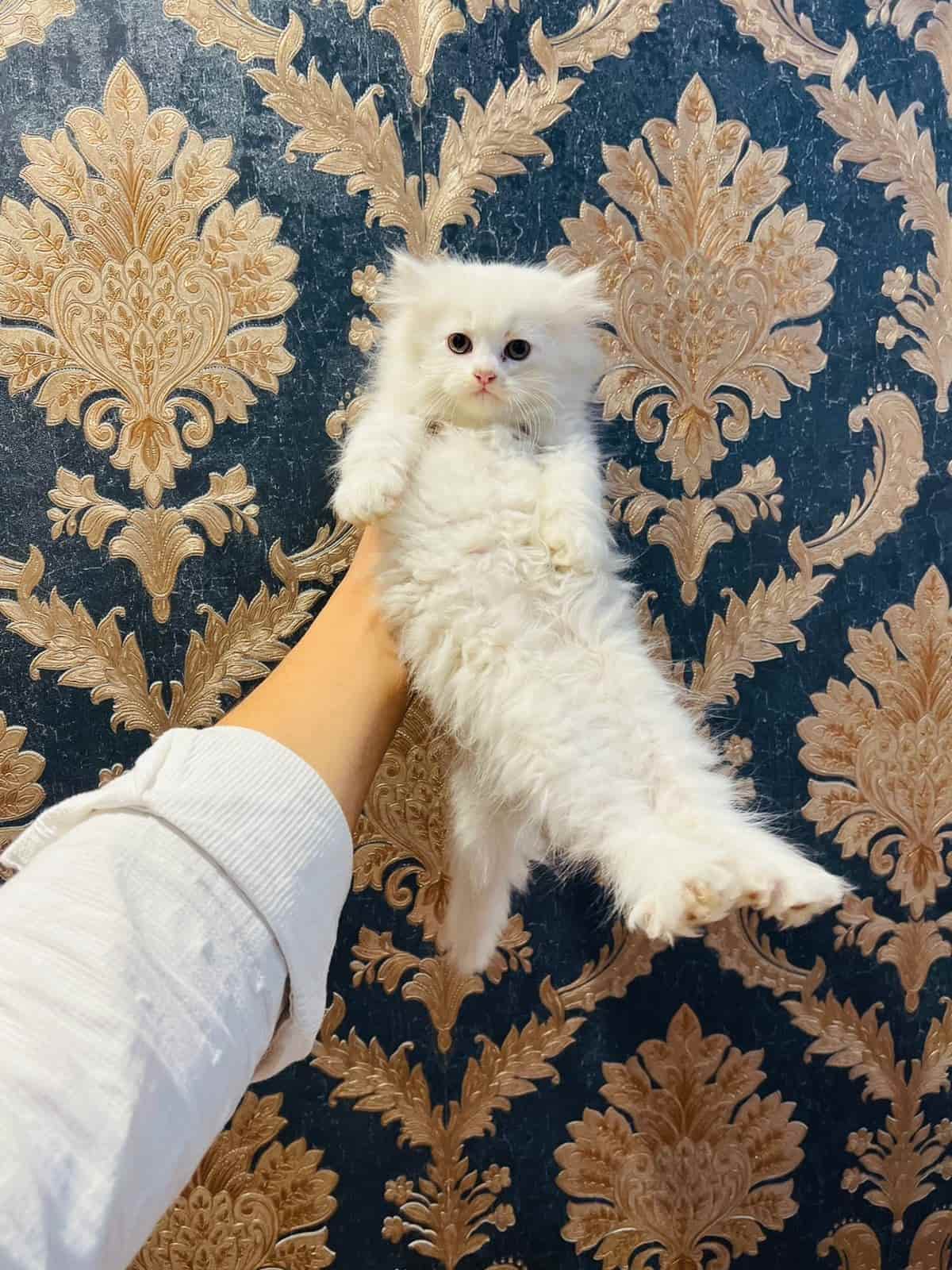 Top Pet Shops For Persian Cat in Chattabal Best Persian Cat Dealers Srinagar Justdial