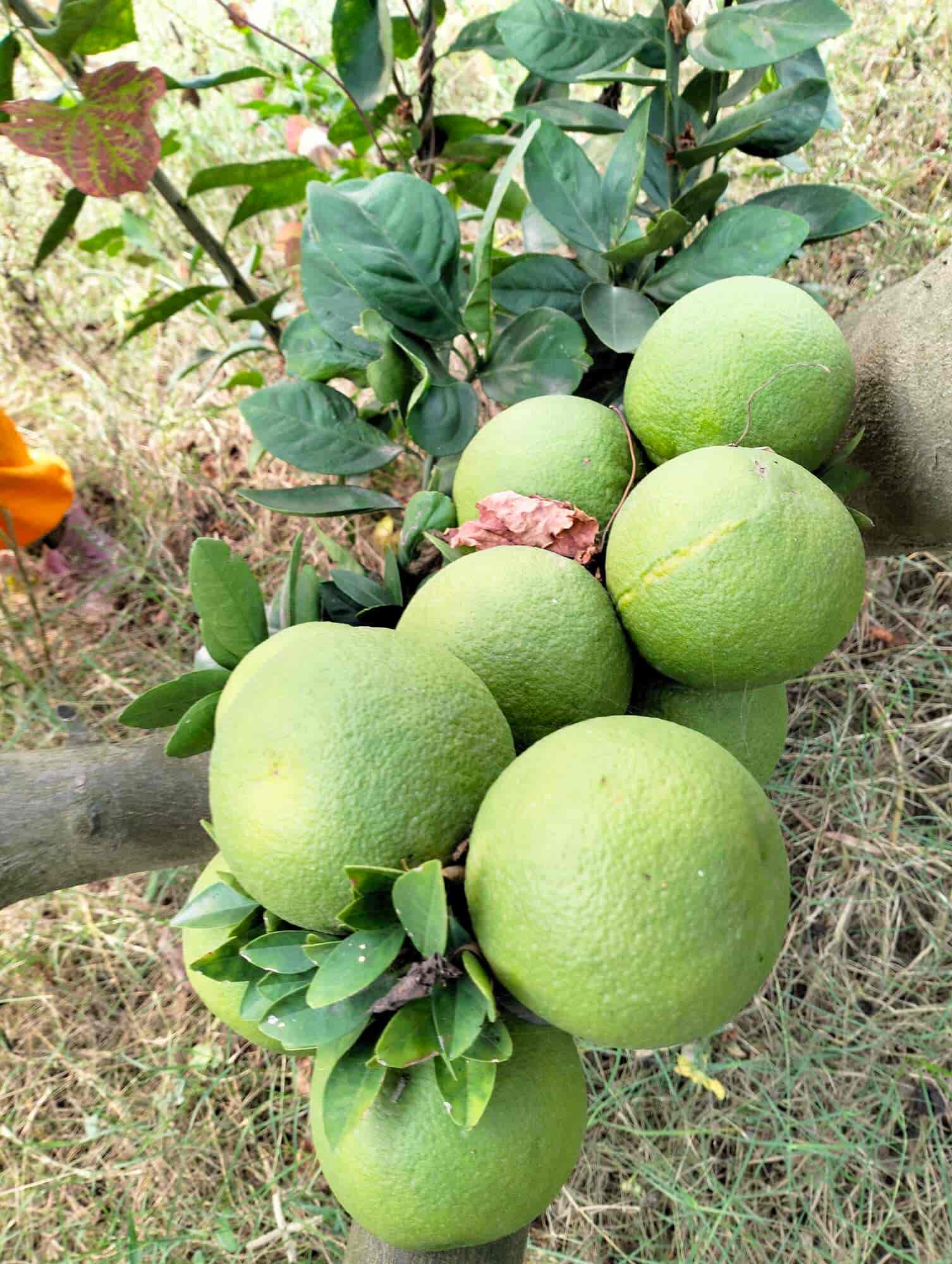 Top Banana Fruit Vendors in Srinagar - Best Kele Wala near me