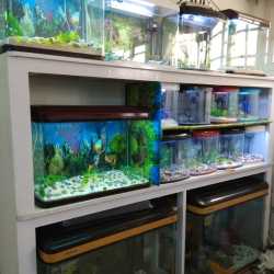 Top Fish Aquarium Dealers in Anantnag Best Fish Aquarium Shops Justdial