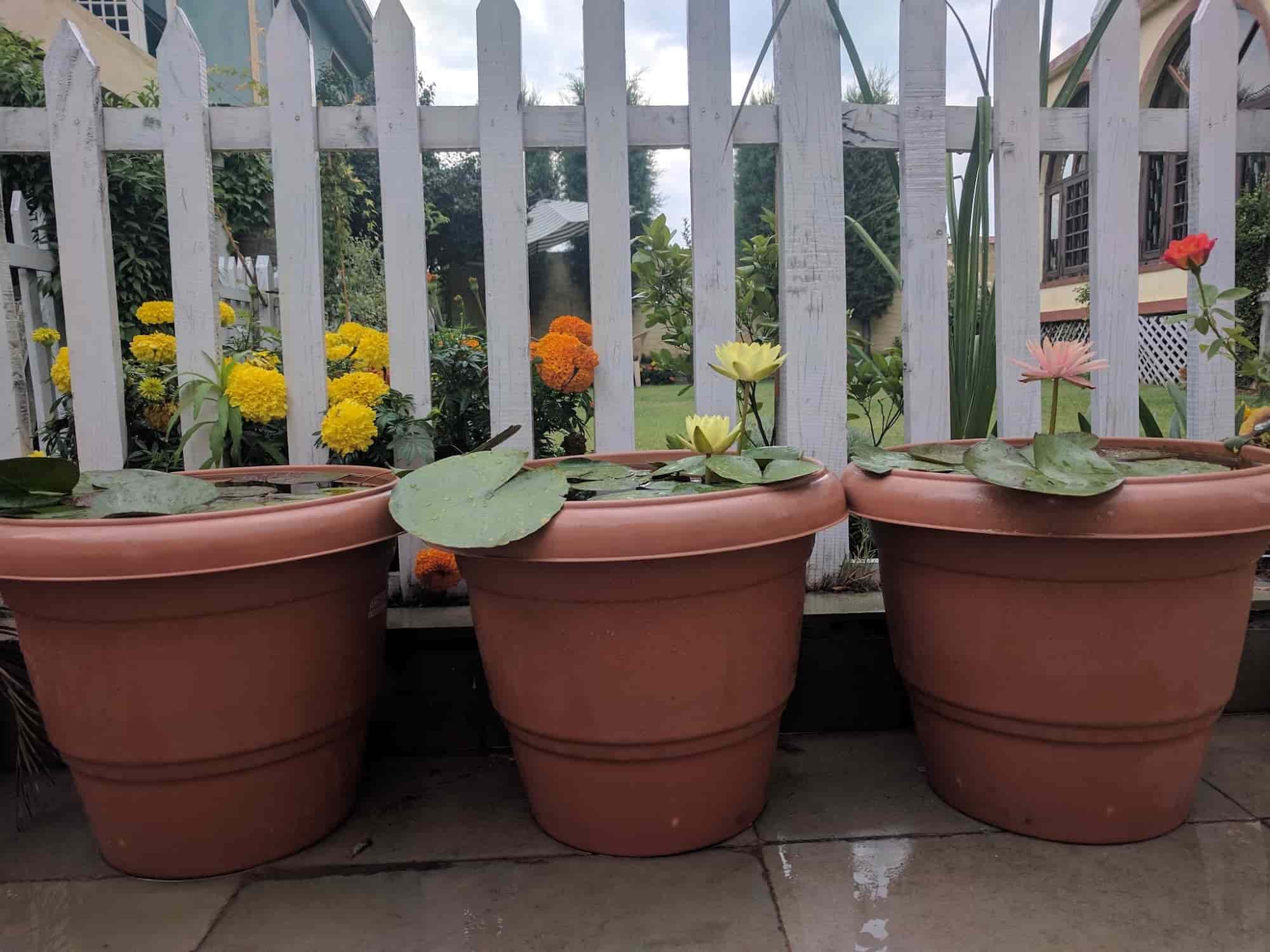 Top Plant Nurseries in Ram Bagh,Srinagar Best Government Plant