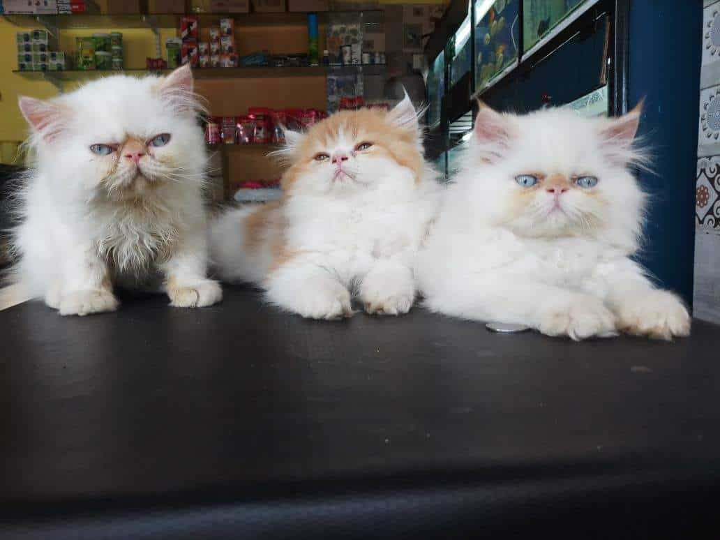 persian cat shop near me