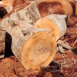 Firewood - Wood Logs Latest Price, Kindling Wood Dealers in ...