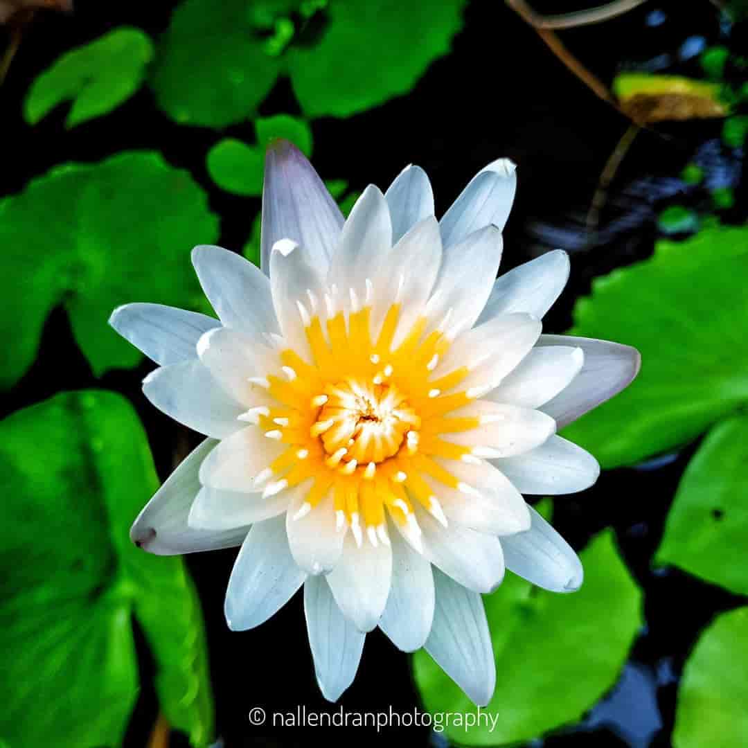 Top Ilan Plant Nurseries in Trichy Best Ilan Plant Nurseries near me