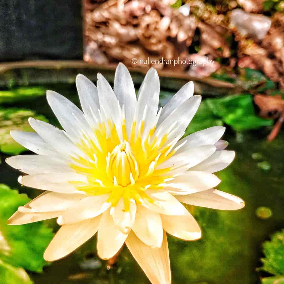 Top Ilan Plant Nurseries in Trichy Best Ilan Plant Nurseries near me