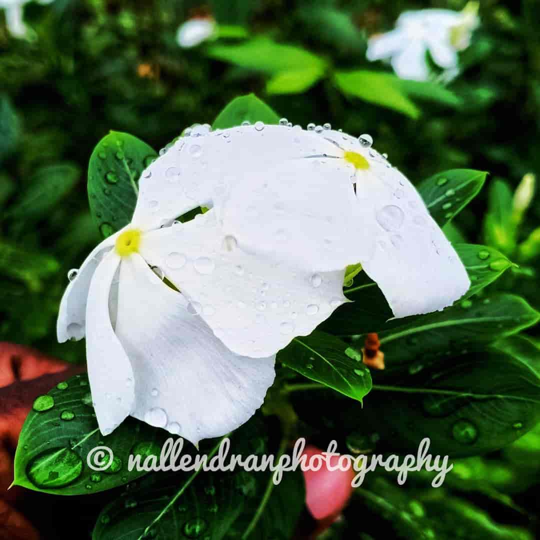 Top Ilan Plant Nurseries in Trichy Best Ilan Plant Nurseries near me