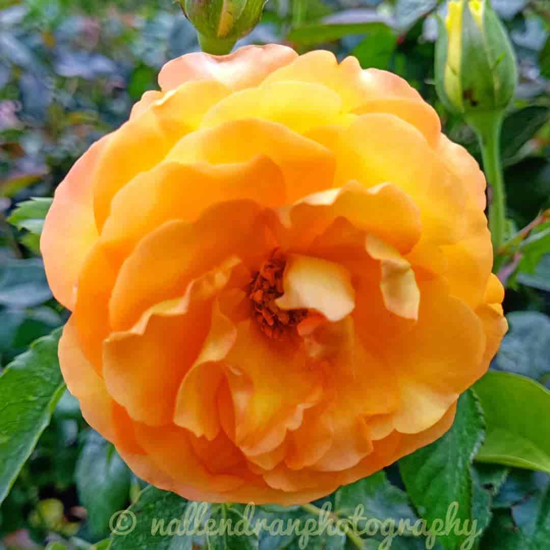 Top Ilan Plant Nurseries in Trichy Best Ilan Plant Nurseries near me