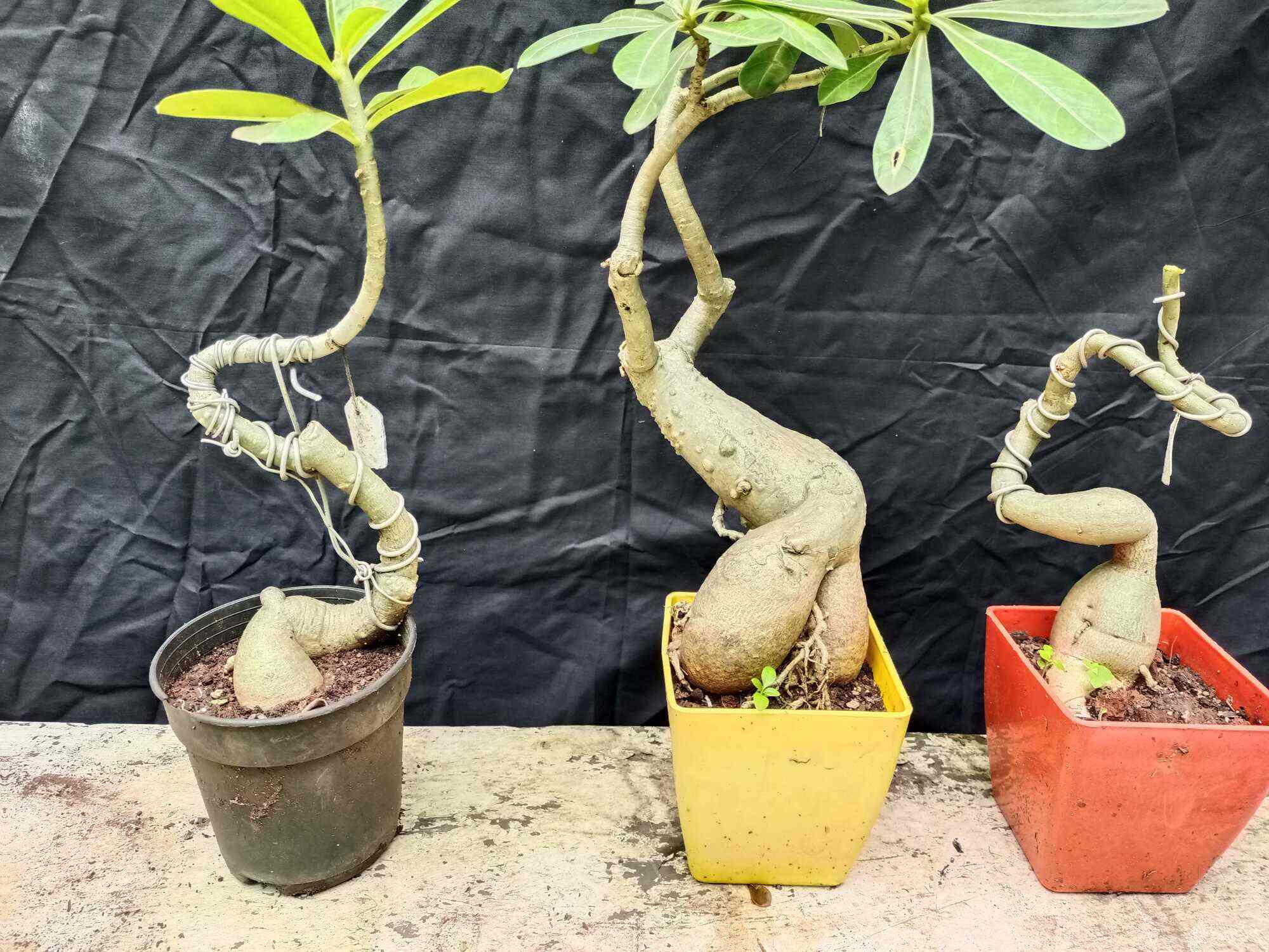 Kachnar Nursery And Farm in Majura Gate,Surat Best Plant Nurseries in