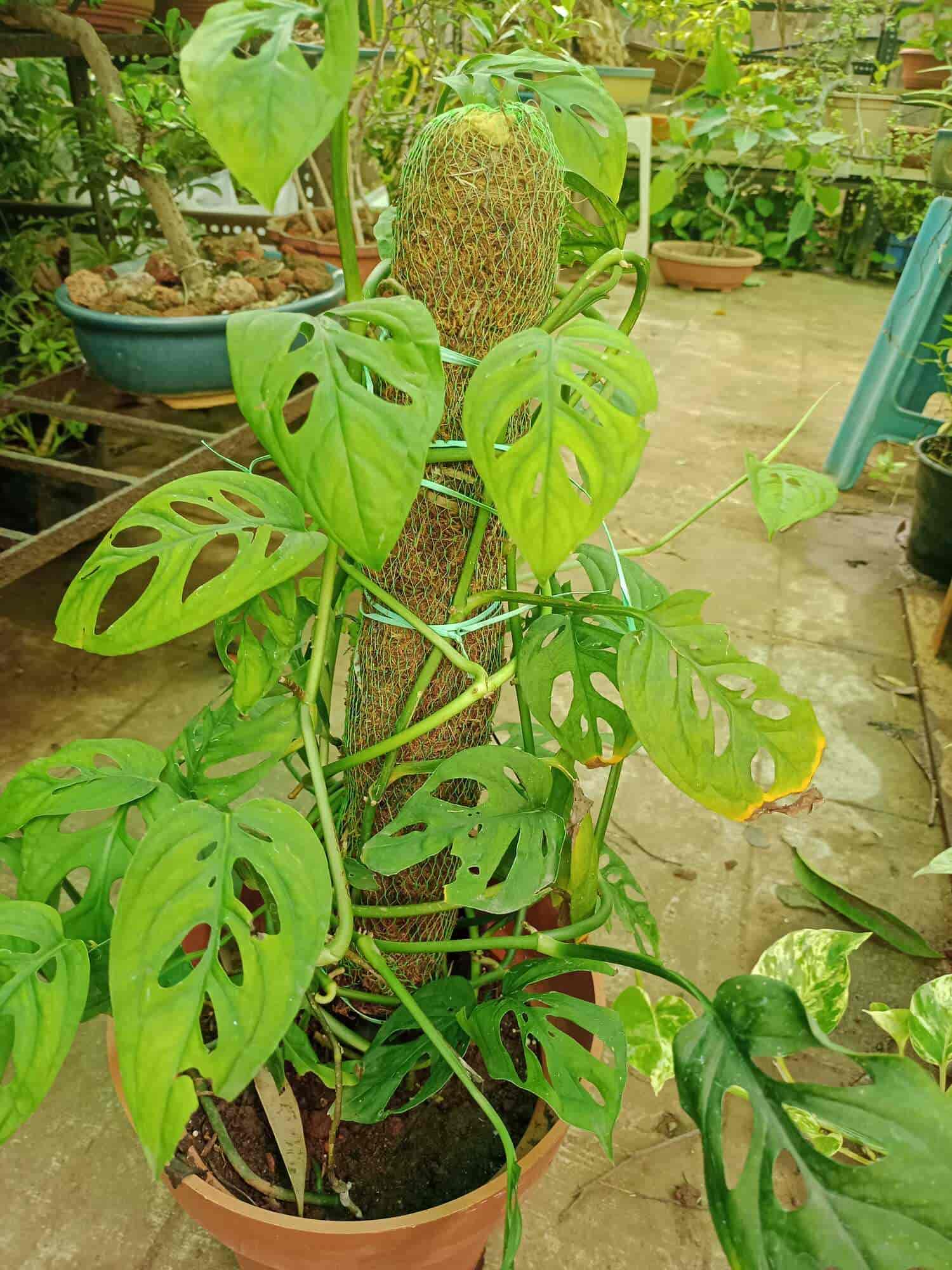 Kachnar Nursery And Farm in Majura Gate,Surat Best Plant Nurseries in