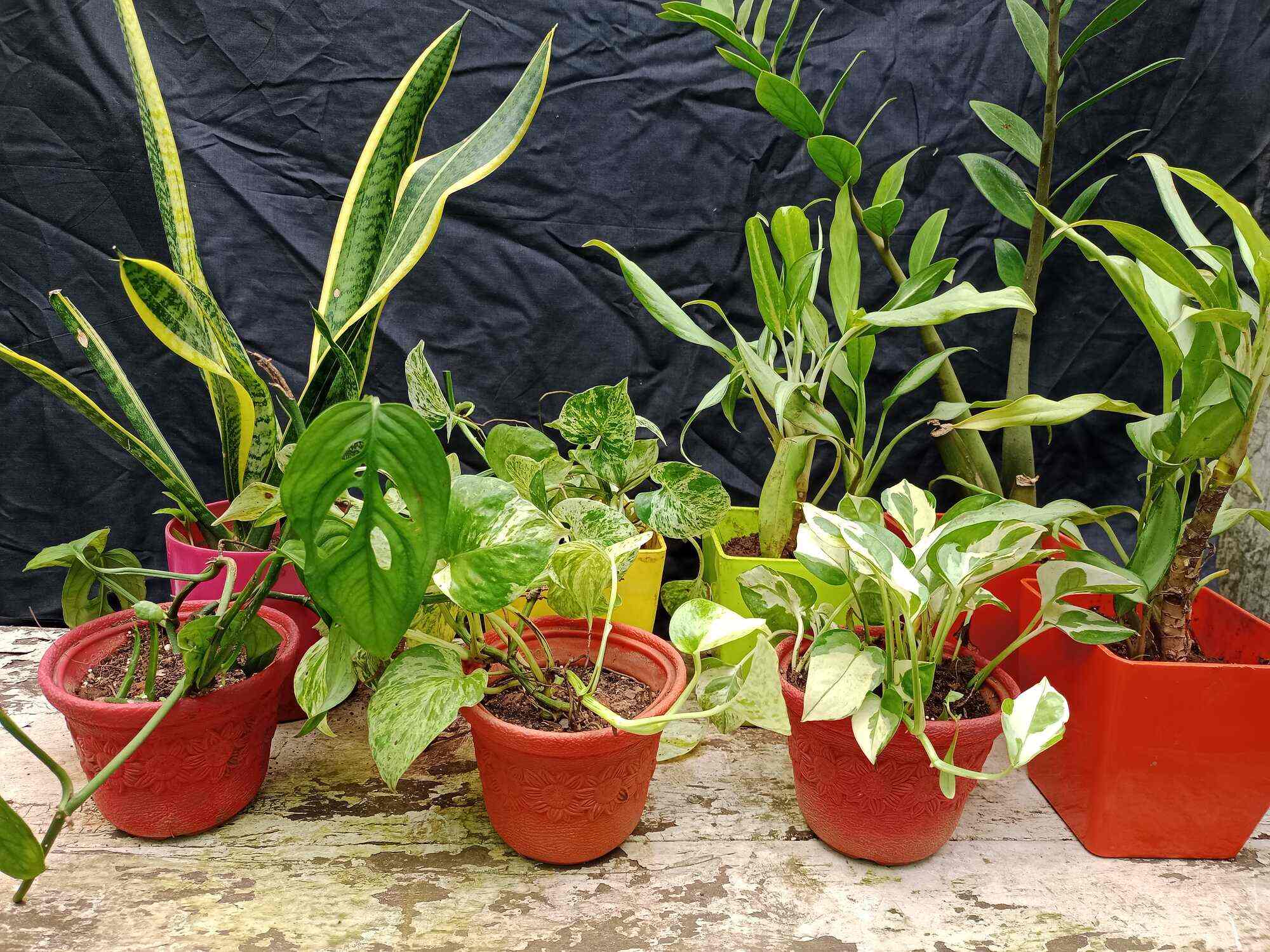 Kachnar Nursery And Farm in Majura Gate,Surat Best Plant Nurseries in