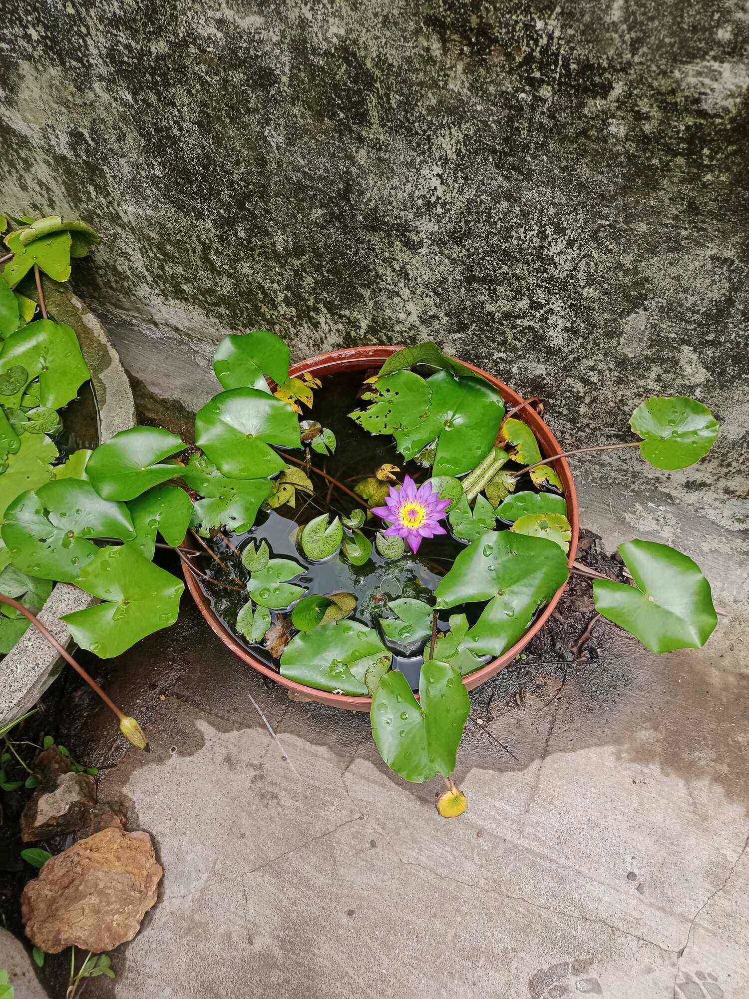 Kachnar Nursery And Farm in Majura Gate,Surat Best Plant Nurseries in